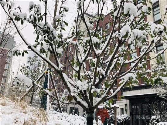 皚皚白雪映紅墻 首府雪景似畫(huà)廊