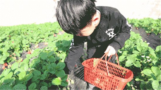 碧桂園·鳳凰壹品|“莓”好四月 業(yè)主草莓采摘季回顧