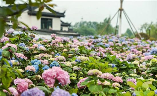 春江花海實綻放 ，莫負瑤華莫負花